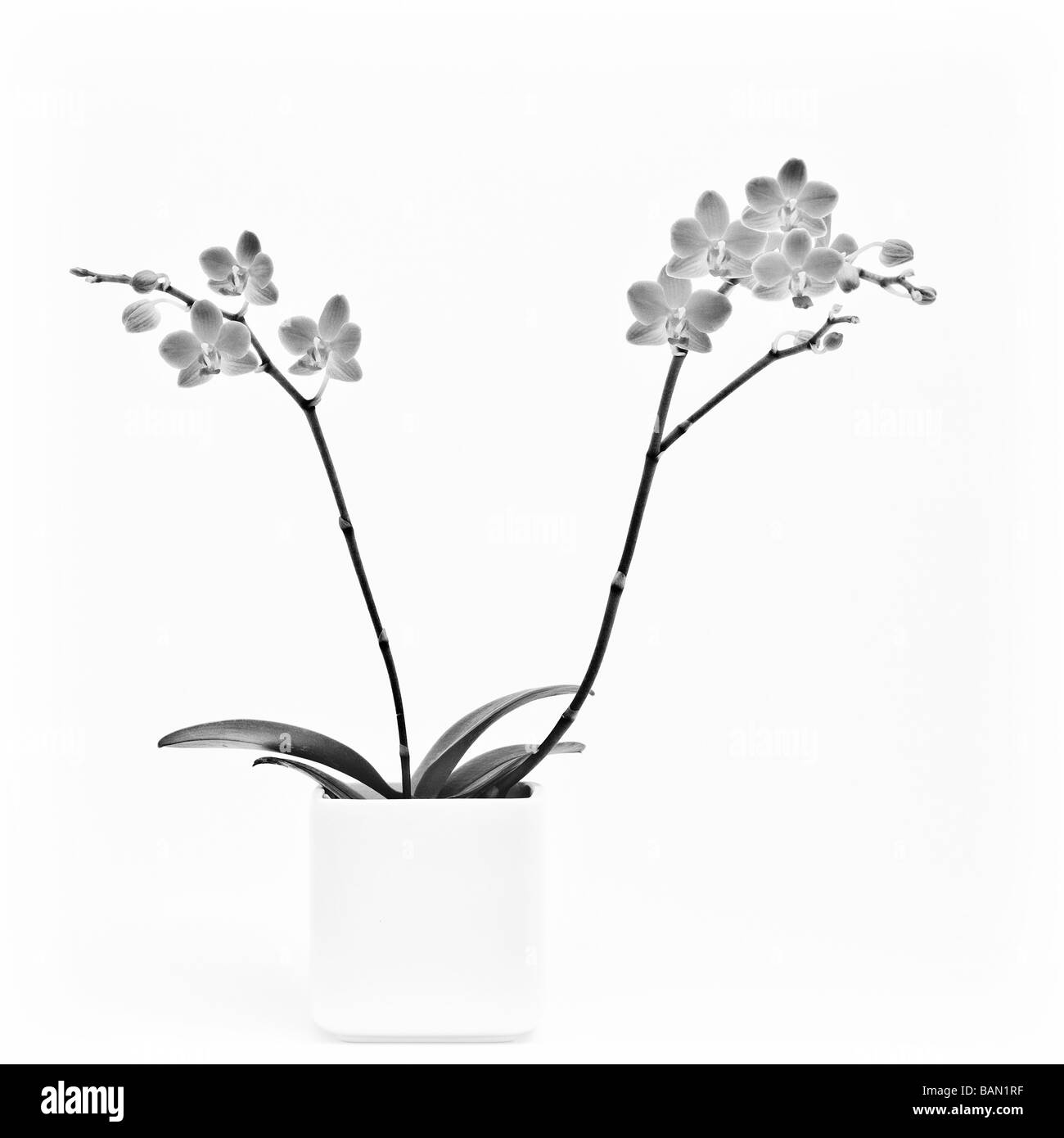 Orchidee im Topf Stockfoto