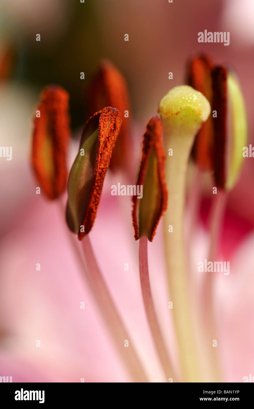 Lilium Stigmatisierung und Staubblätter Stockfoto