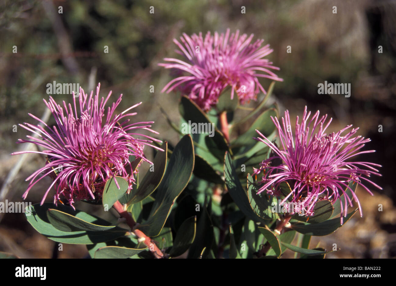 wilde Blumen Western Australia Stockfoto