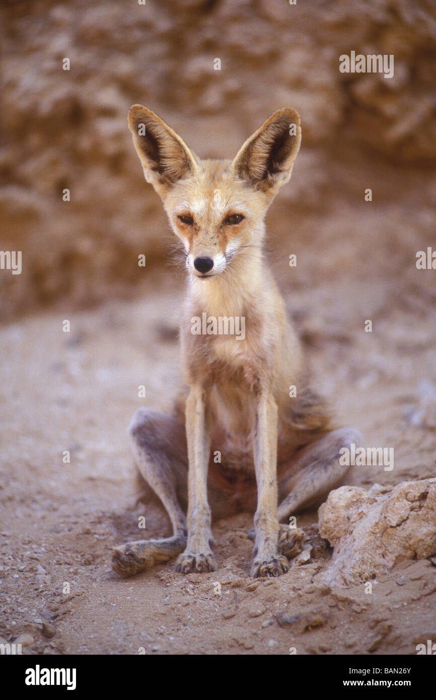 Fennec Fuchs Vulpes Zerda Sinai Ägypten Stockfoto