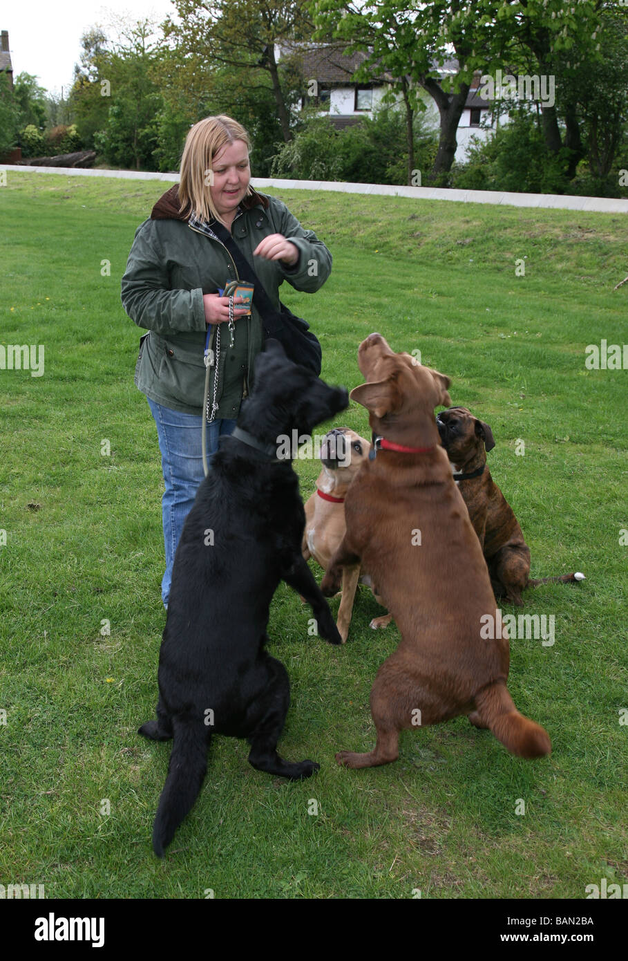 Hündin Trainer Ausbildung Hunde im park Stockfoto