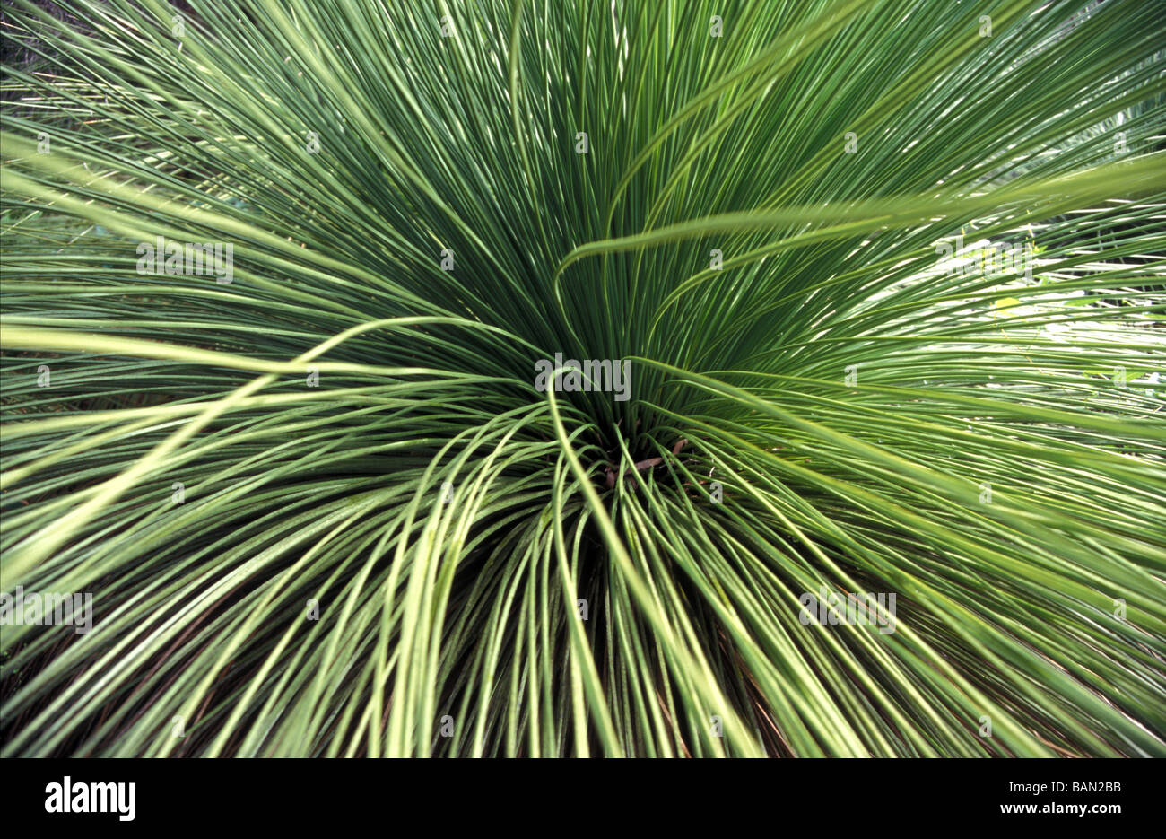 Xanthorrhoea einheimische Pflanzen outback Western Australia Stockfoto