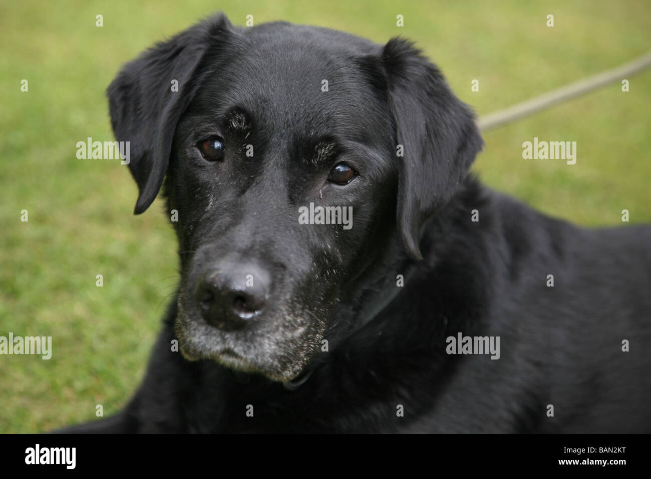 Alte schwarze Labrador Retriever Stockfoto