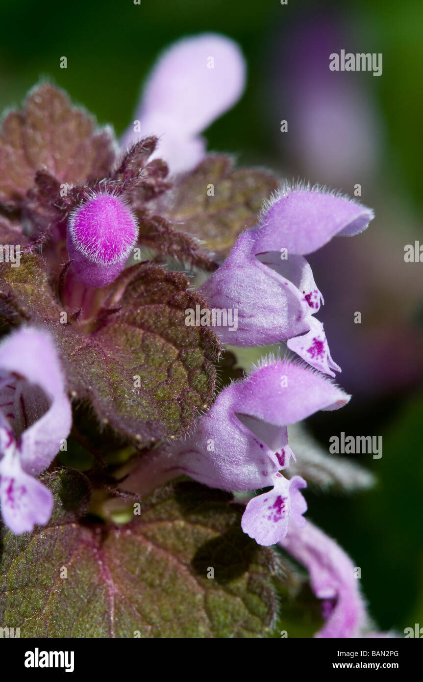 Red Dead Nettle Stockfoto