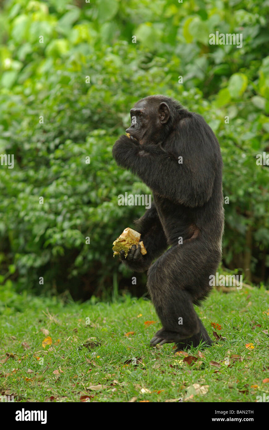 Schimpansen - Pan Troglodytes. Stockfoto