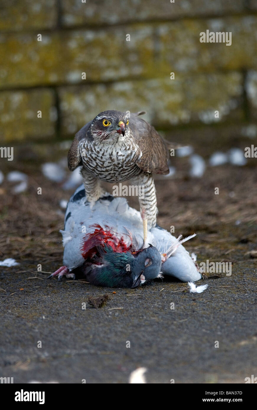 Eine weibliche Sperber in einem Vorort Straße in England Essen verwilderte/Brieftauben hat sie gefangen Stockfoto