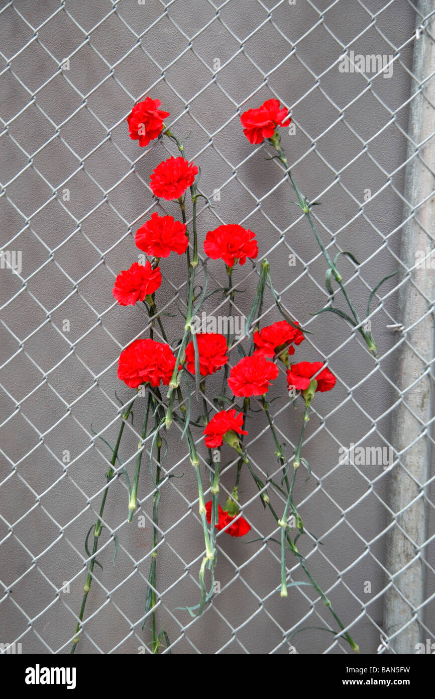 Rote Nelken auf dem Zaun rund um den Ort Ground Zero der 9/11 Angriffe auf Liberty Street, New York. Stockfoto