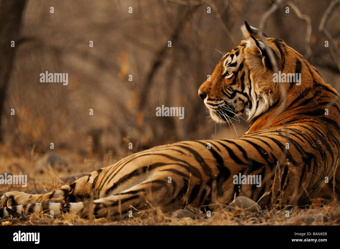 Wilde Tiger sitzen im trockenen laubwechselnden Lebensraum Ranthanbhore Tiger Reserve Stockfoto