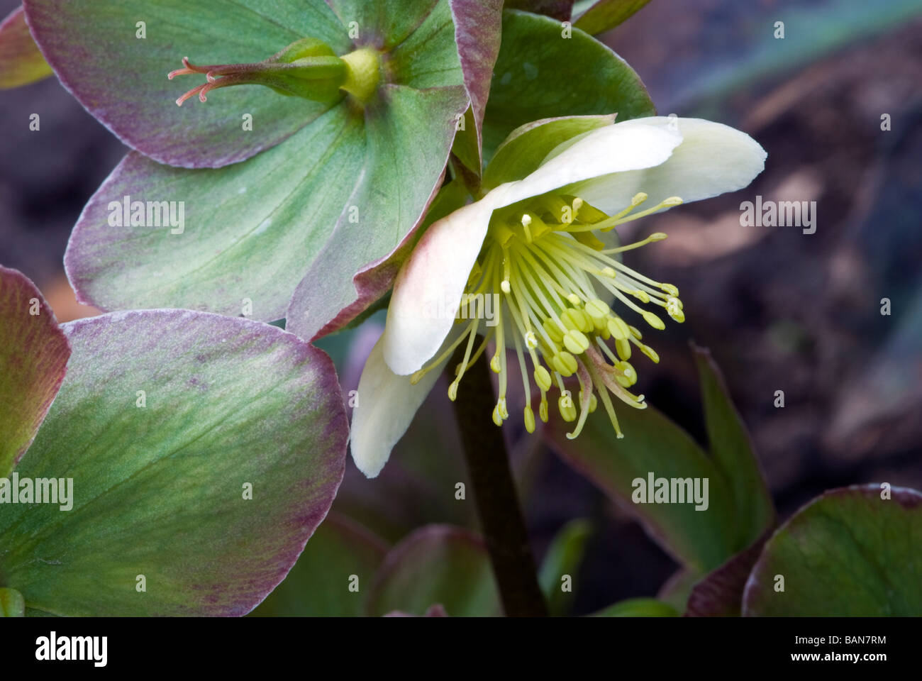 Helleborus (Ranunculaceae) Christrose, Fastenzeit, Rose. Frühe Blüte, Winter/Frühling. Stockfoto
