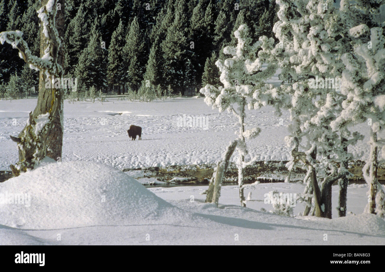 Bison bei Lamar Valley Bison Bison Yellowstone Nationalpark Bundesstaat Wyoming usa Stockfoto