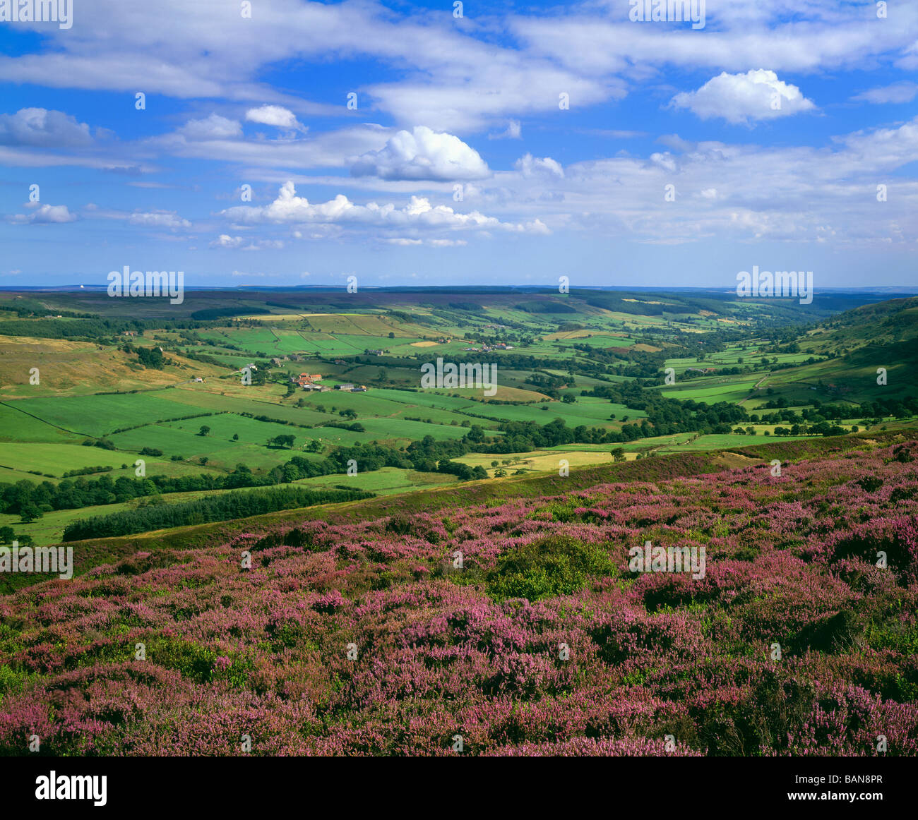 Blick auf Sommer Heather von Blakey Ridge in Richtung Thorgill und Rosedale Abbey, Rosedale, North Yorkshire Moors UK Stockfoto