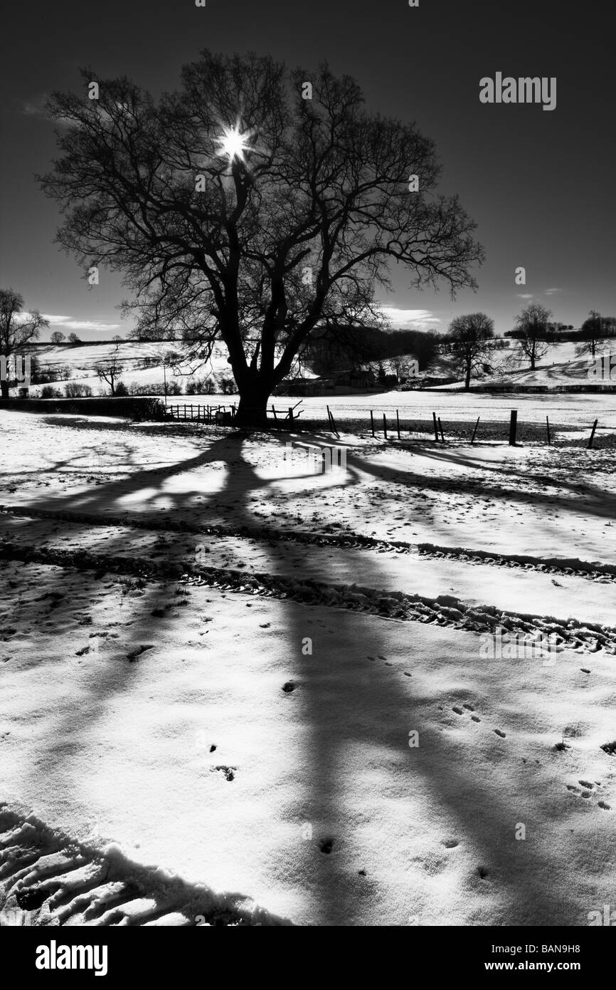 Winter Sonne wirft Schatten der Bäume auf dem Schnee Stockfoto