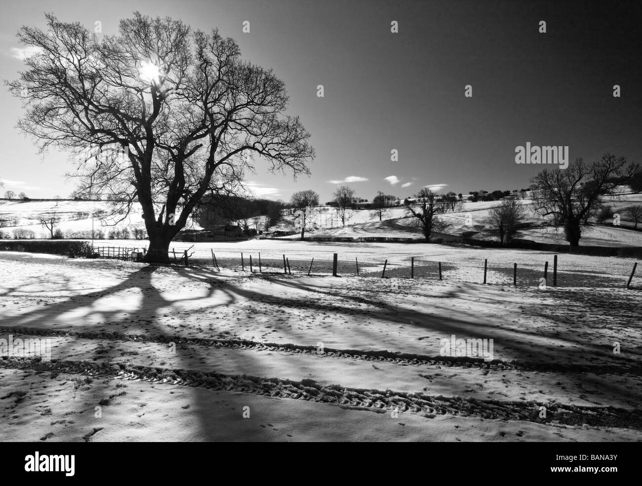 Winter Sonne wirft Schatten der Bäume auf dem Schnee Stockfoto