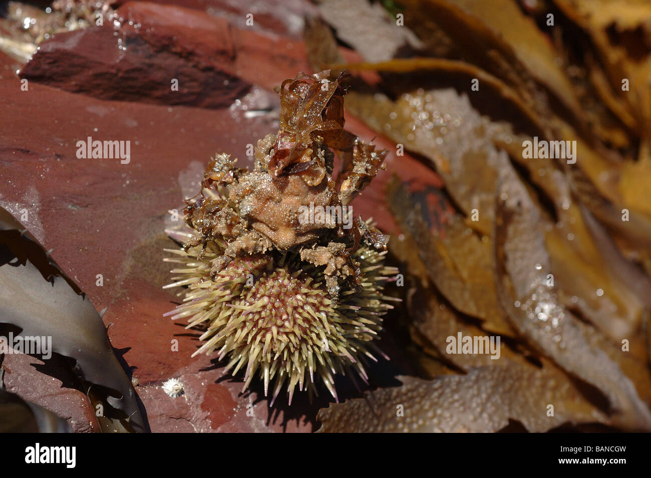 Green Sie Sea Urchin Psammechinus Miliaris mit Bits von Algen angehängt UK tarnen Stockfoto