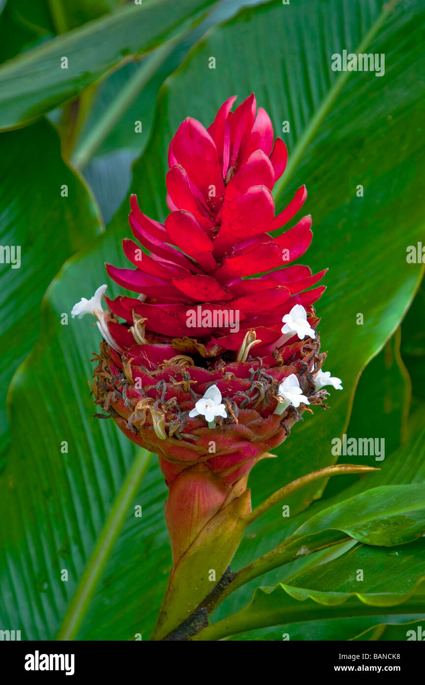 Die große rote Blume der Ingwer-Familie in Costa Rica, Zentralamerika. Stockfoto