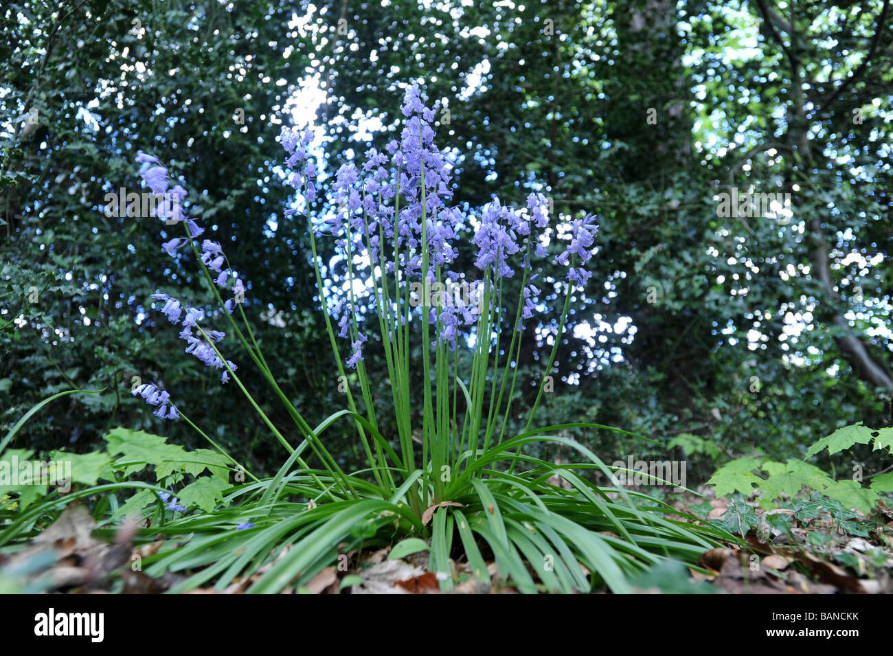 Wilde Glockenblumen in Shropshire Wald England Uk Stockfoto