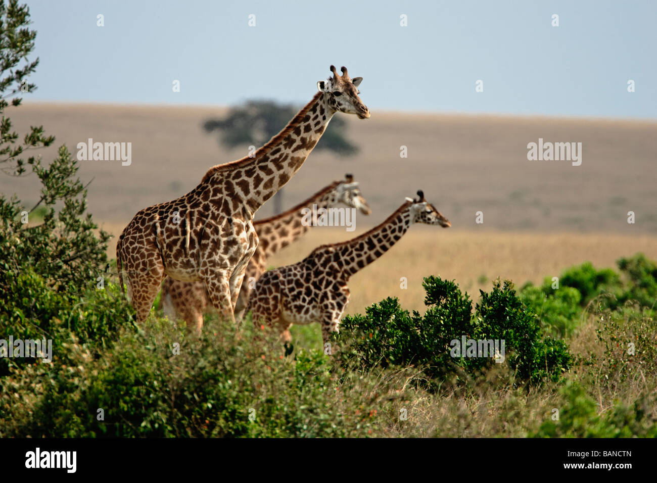 Kenianische Giraffen in der Bürste von Masai Mara National Reserve in Kenia Stockfoto