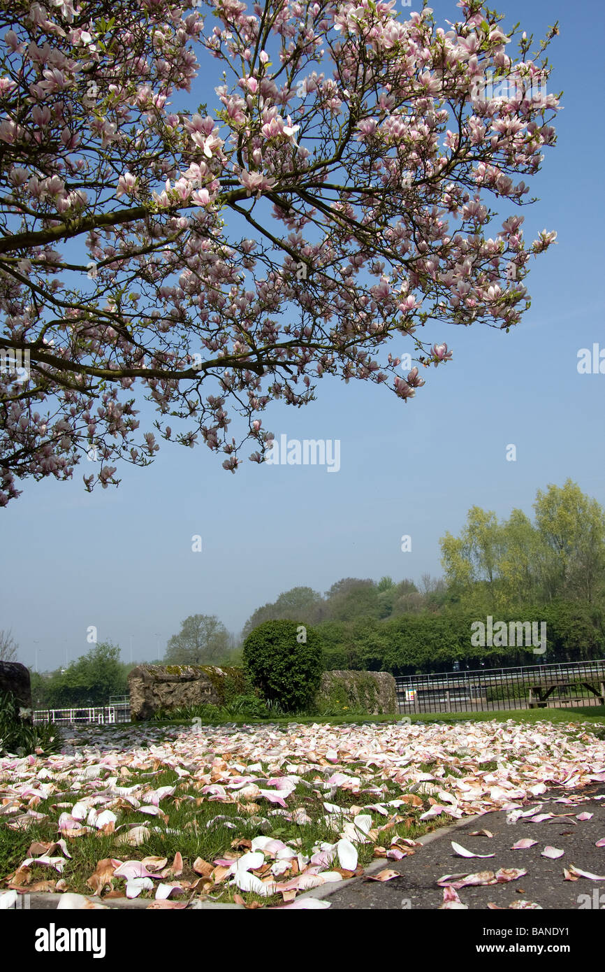 Magnolia Baum Frühling Blüten Blumen rosa Blütenblätter Kent Englnd Großbritannien Europa Stockfoto
