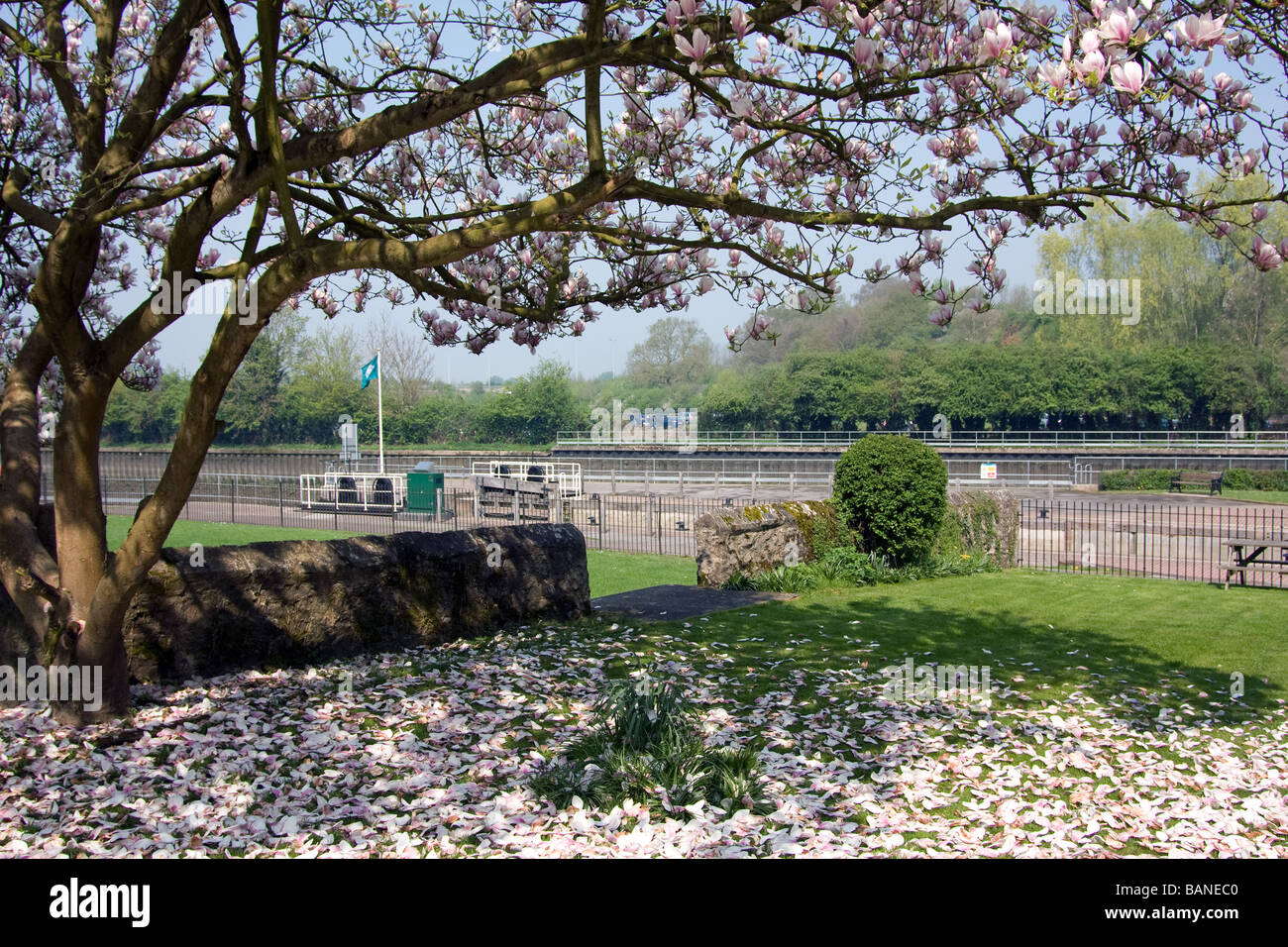 Magnolia Baum Frühling Blüten Blumen rosa Blütenblätter Kent Englnd Großbritannien Europa Stockfoto