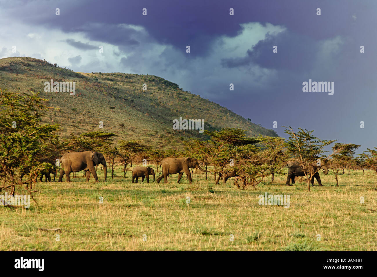 Afrikanische Elefanten durch die weiten Ebenen der Serengeti in Serengeti Nationalpark in Tansania Stockfoto