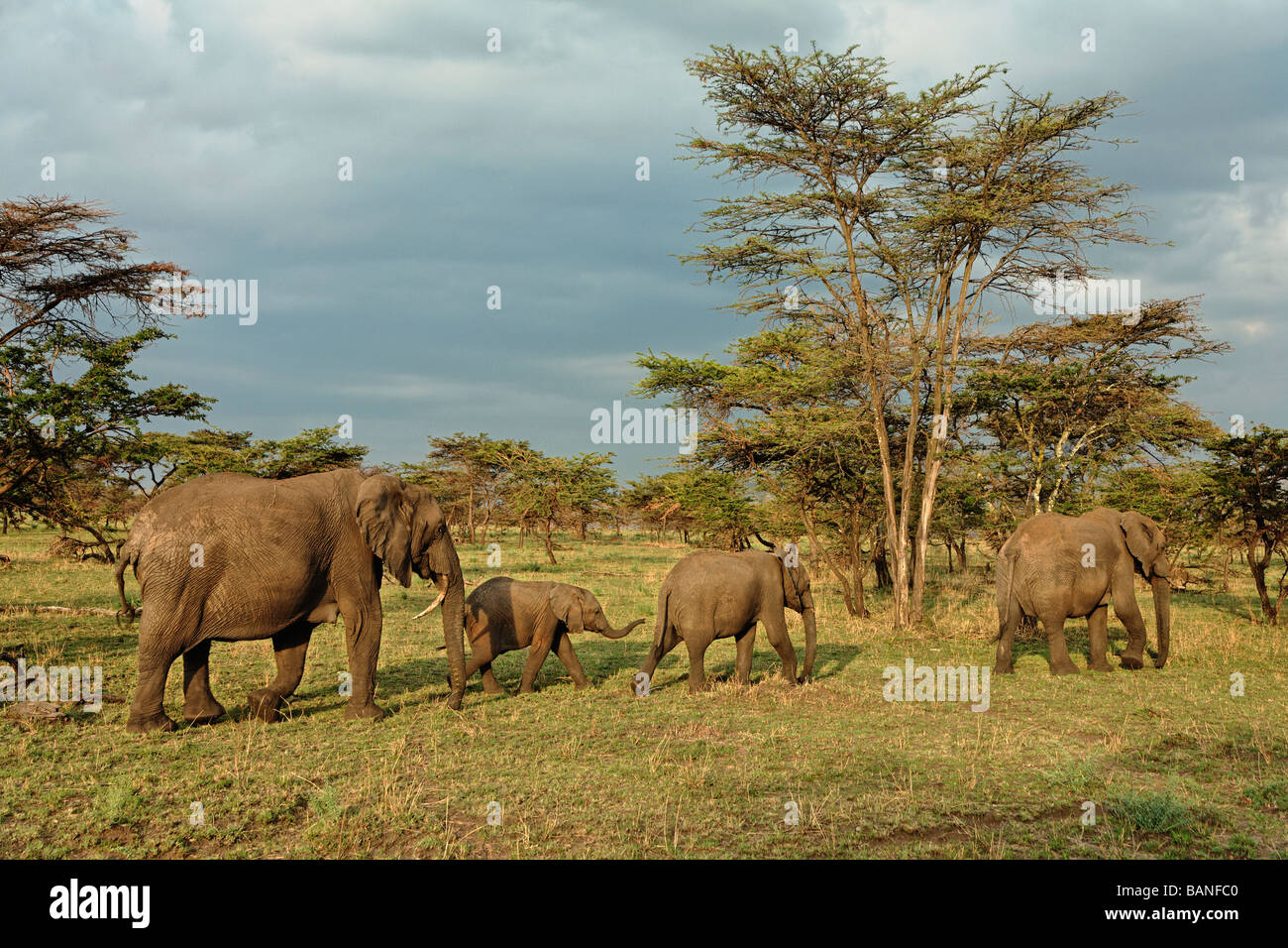 Afrikanische Elefanten durch die weiten Ebenen der Serengeti in Serengeti Nationalpark in Tansania Stockfoto