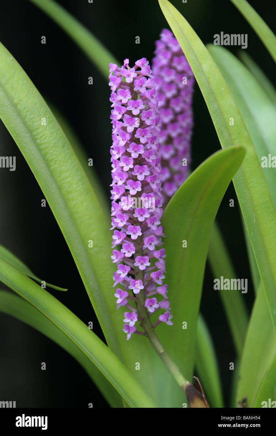 Flaschenbürste Orchidee oder Hyazinthe Orchidee Arpophyllum Giganteum, Orchidaceae, Mexiko, Costa Rica, Mittelamerika Stockfoto