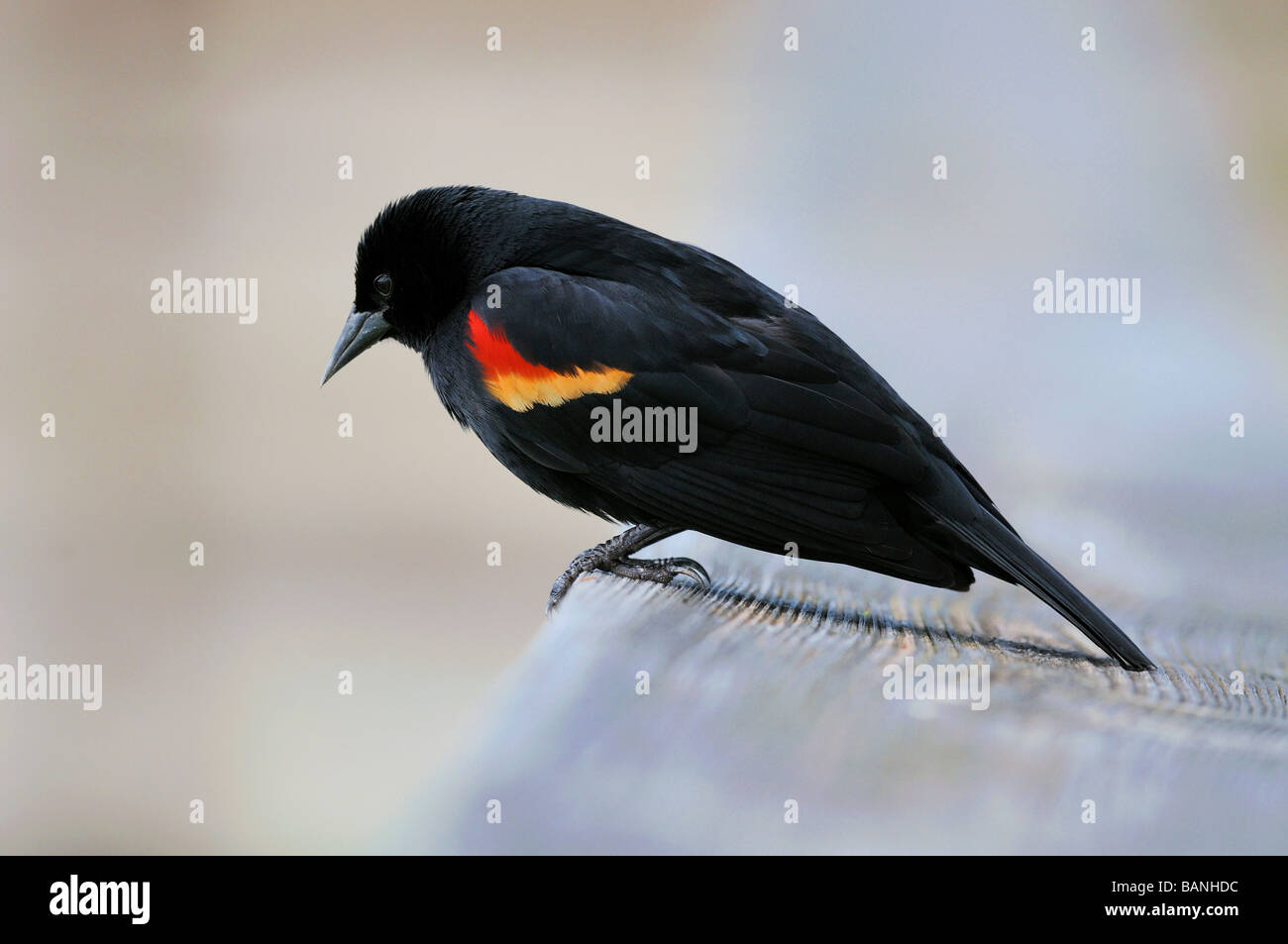Eine Red Winged Amsel sitzt an der Seite eine Promenade Stockfoto
