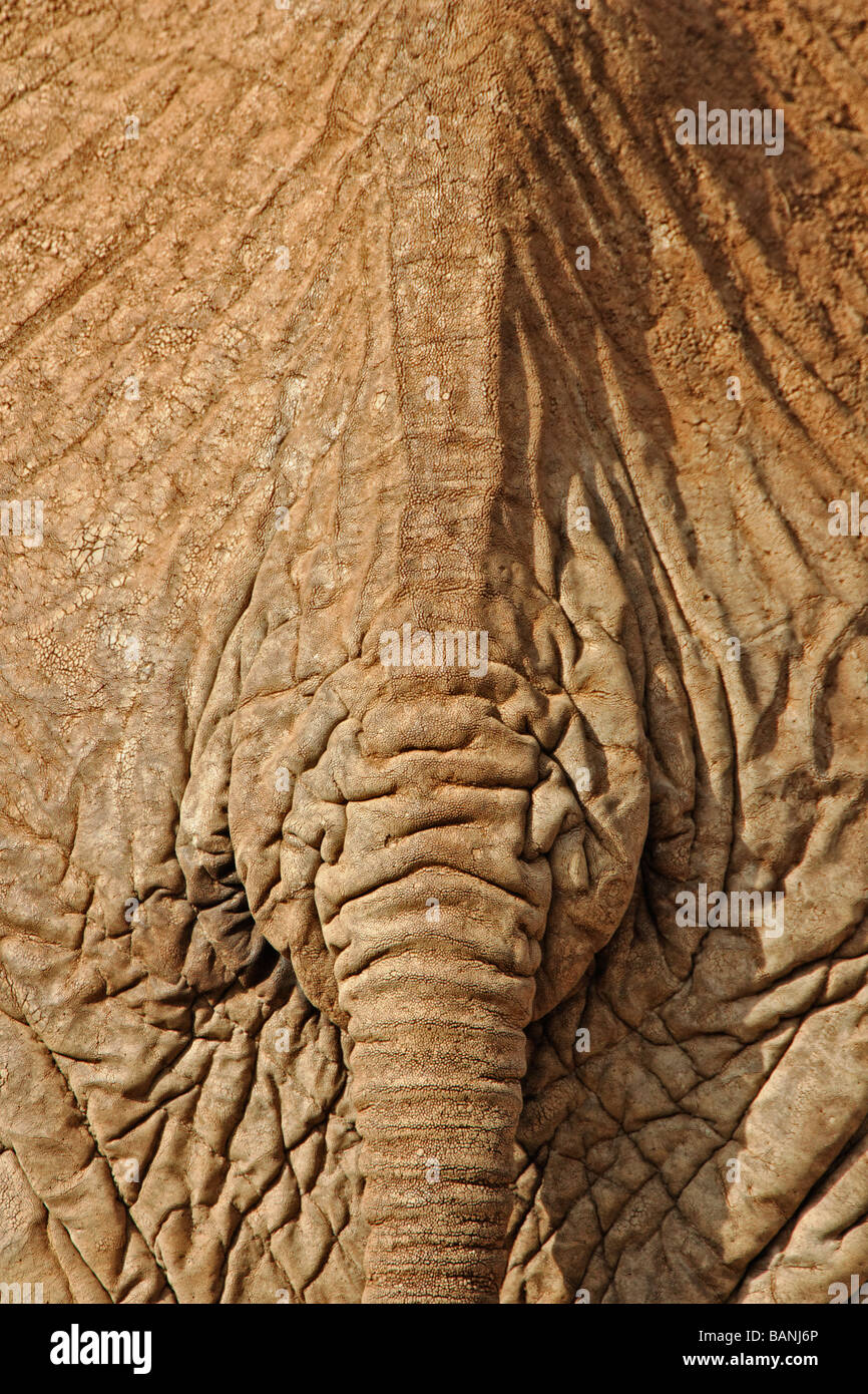 Heck und hintere Ende des afrikanischen Elefanten Stockfoto
