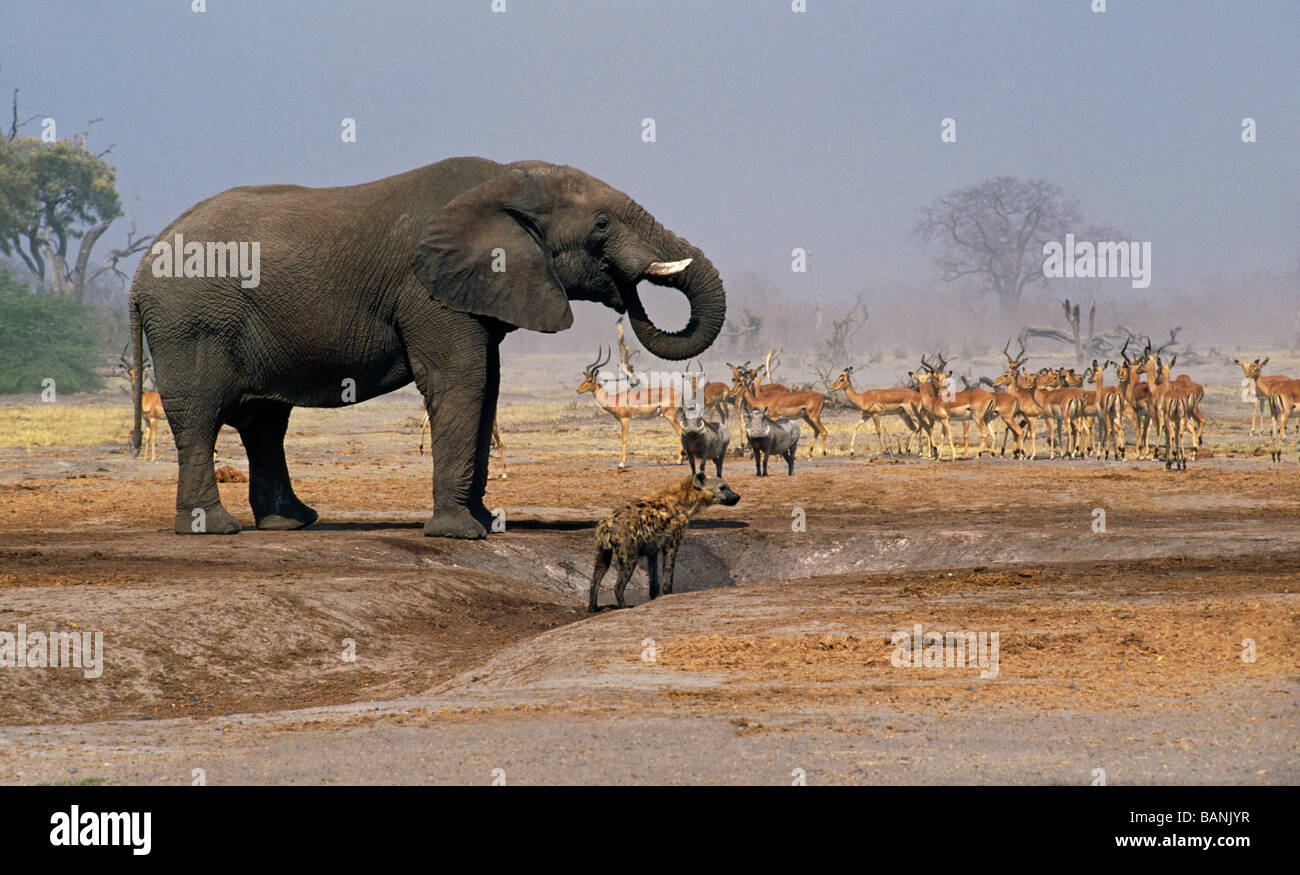 Ein Elefant GESICHTET Hyäne WARZENSCHWEINE IMPALAS sammeln an einem Wasserloch in die SAVUTI MARSH CHOBE Nationalpark BOTSWANA Stockfoto