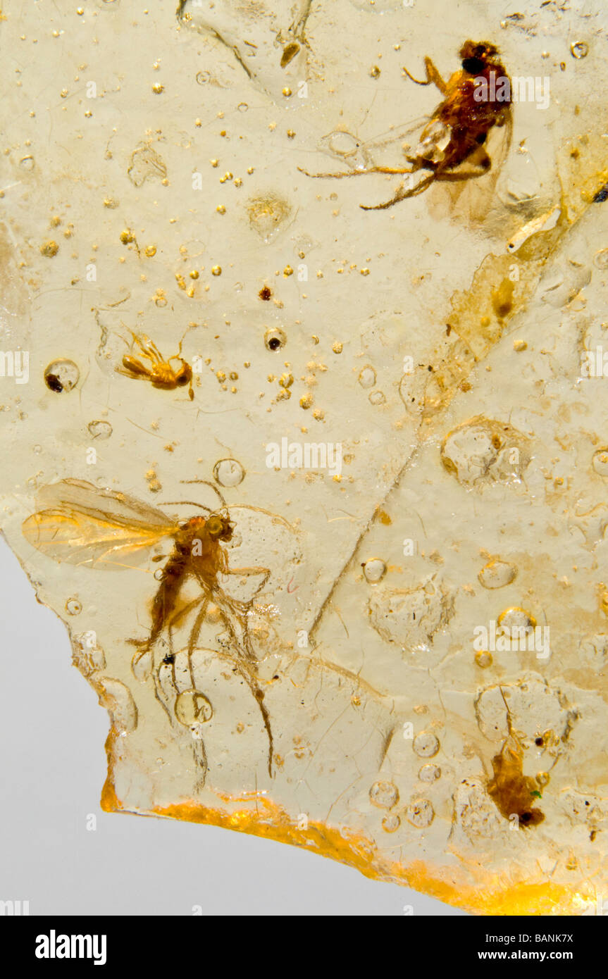 Fliegen gefangen in Madagaskar Copal (junger Bernstein - 10.000 bis 100.000 Jahre alt) Stockfoto