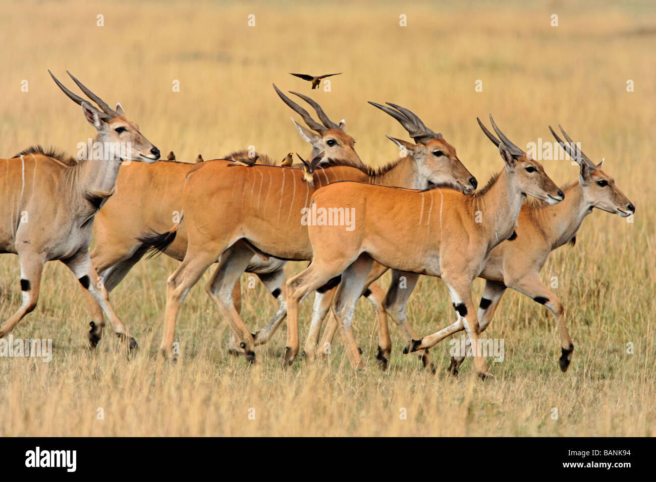 Das Kap Eland auf den Ebenen der Serengeti in die Masai Mara National Reserve in Kenia Stockfoto