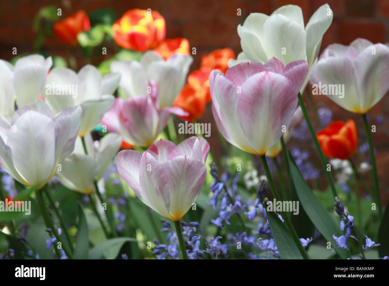 Nahaufnahme eines Bettes mit Tulpen und Bläuzen in einem englischen Garten im Frühling, Großbritannien Stockfoto