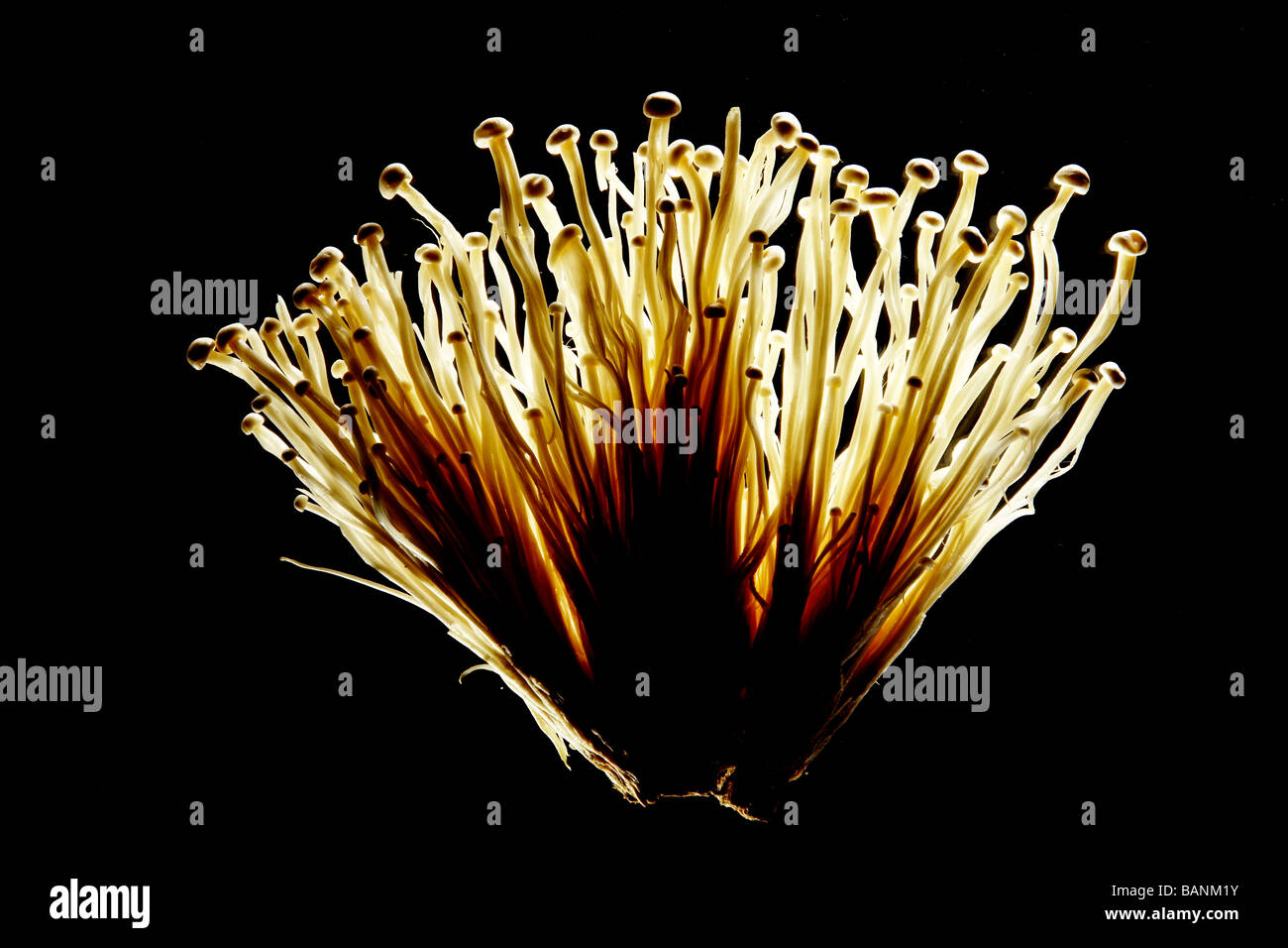 Freien asiatischen Pilz Hintergrundbeleuchtung auf schwarzem Hintergrund Stockfoto