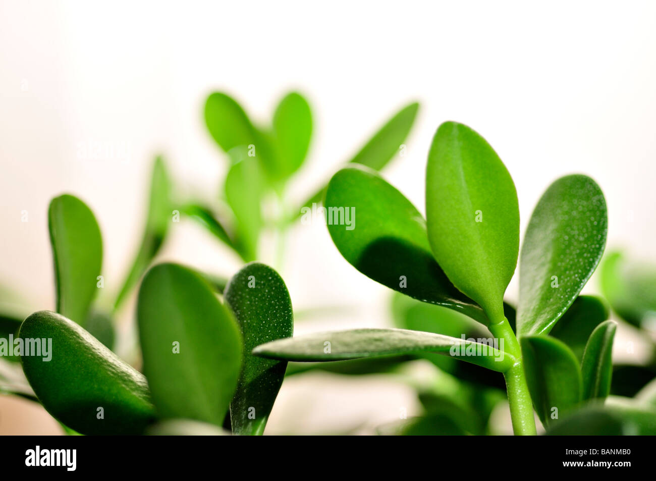 Jade-Anlage Freundschaft Baum oder Efeutute Crassula Ovata saftig grne  Bltter Stockfotografie - Alamy