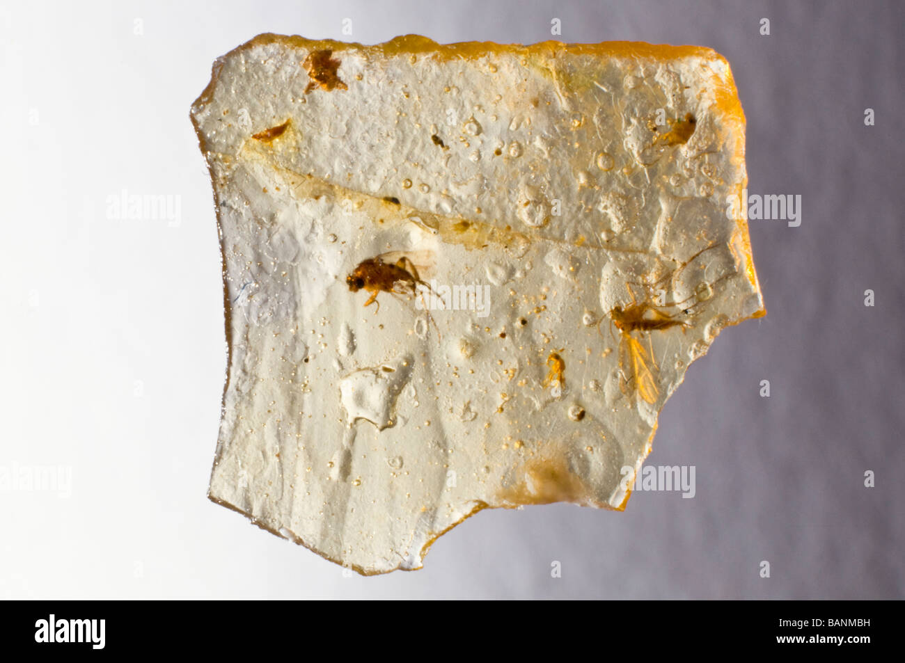 Fliegen gefangen in Madagaskar Copal (junger Bernstein - 10.000 bis 100.000 Jahre alt) Stockfoto