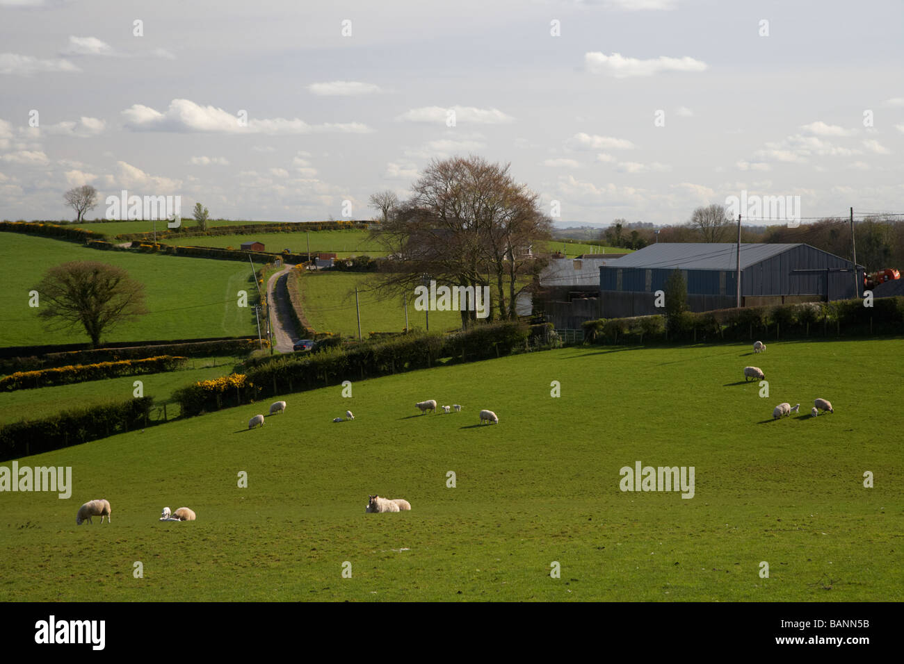 Schafe in einem Feld auf einem Bauernhof in der ländlichen Gegend der Grafschaft Tyrone Nordirland Vereinigtes Königreich Stockfoto