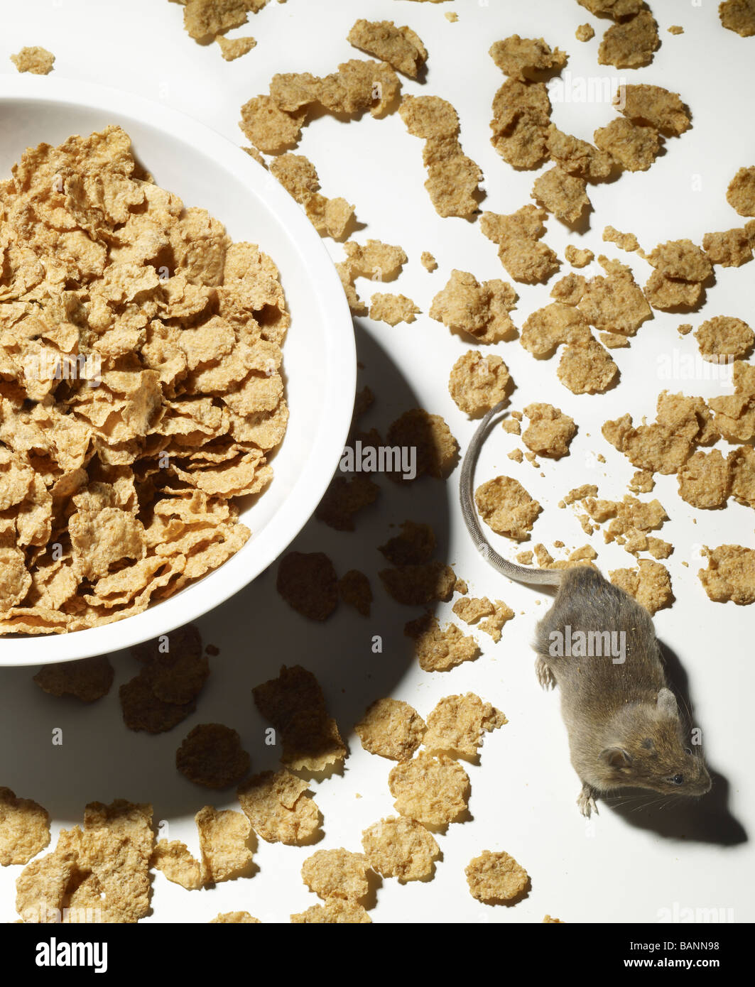 Maus, kriechen durch verschüttetes Getreide mit Schüssel auf weißem Hintergrund Stockfoto