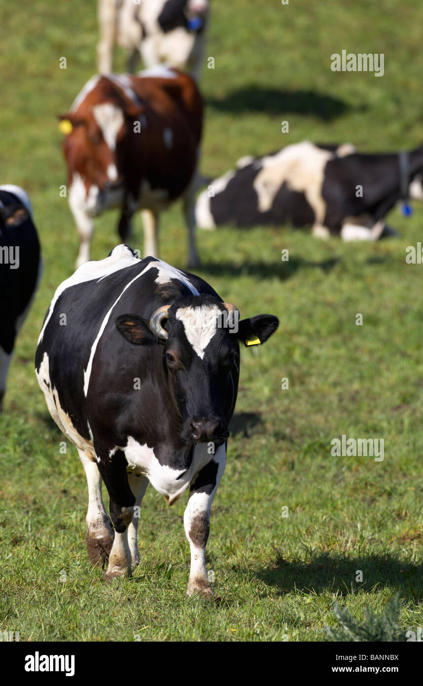 tagged verwalteten Kühe Rinderherde in einem Feld in der Grafschaft Tyrone Nordirland Großbritannien Europa Stockfoto