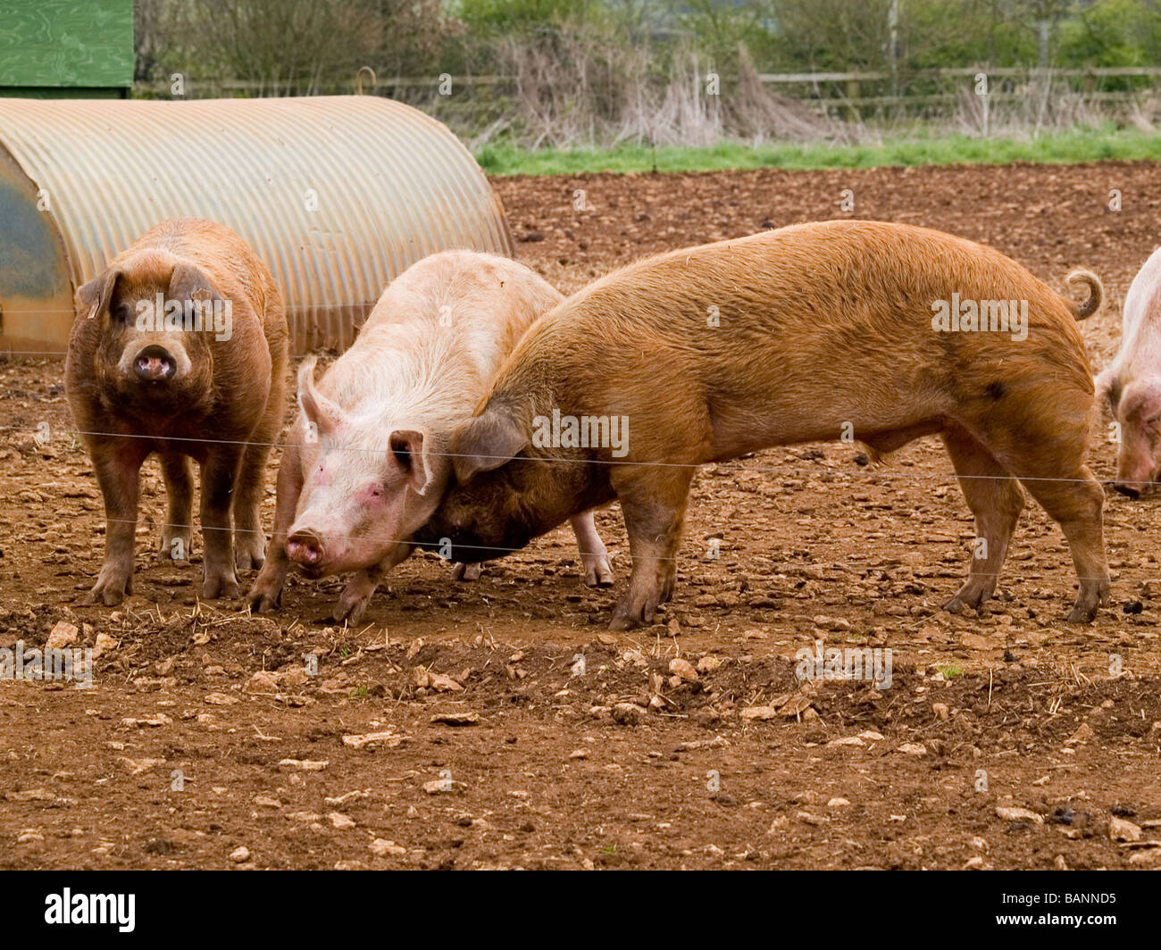 zwei Schweine Eber zu fördern versuchen zu säen, zu Paaren Duroc Edelschwein Stockfoto