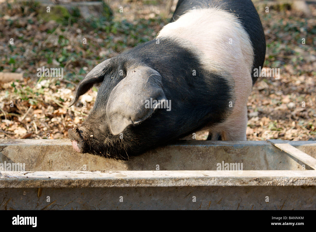 Schweinegrippe, Sus Scofa. Schwein und Trog im Freien. Stockfoto