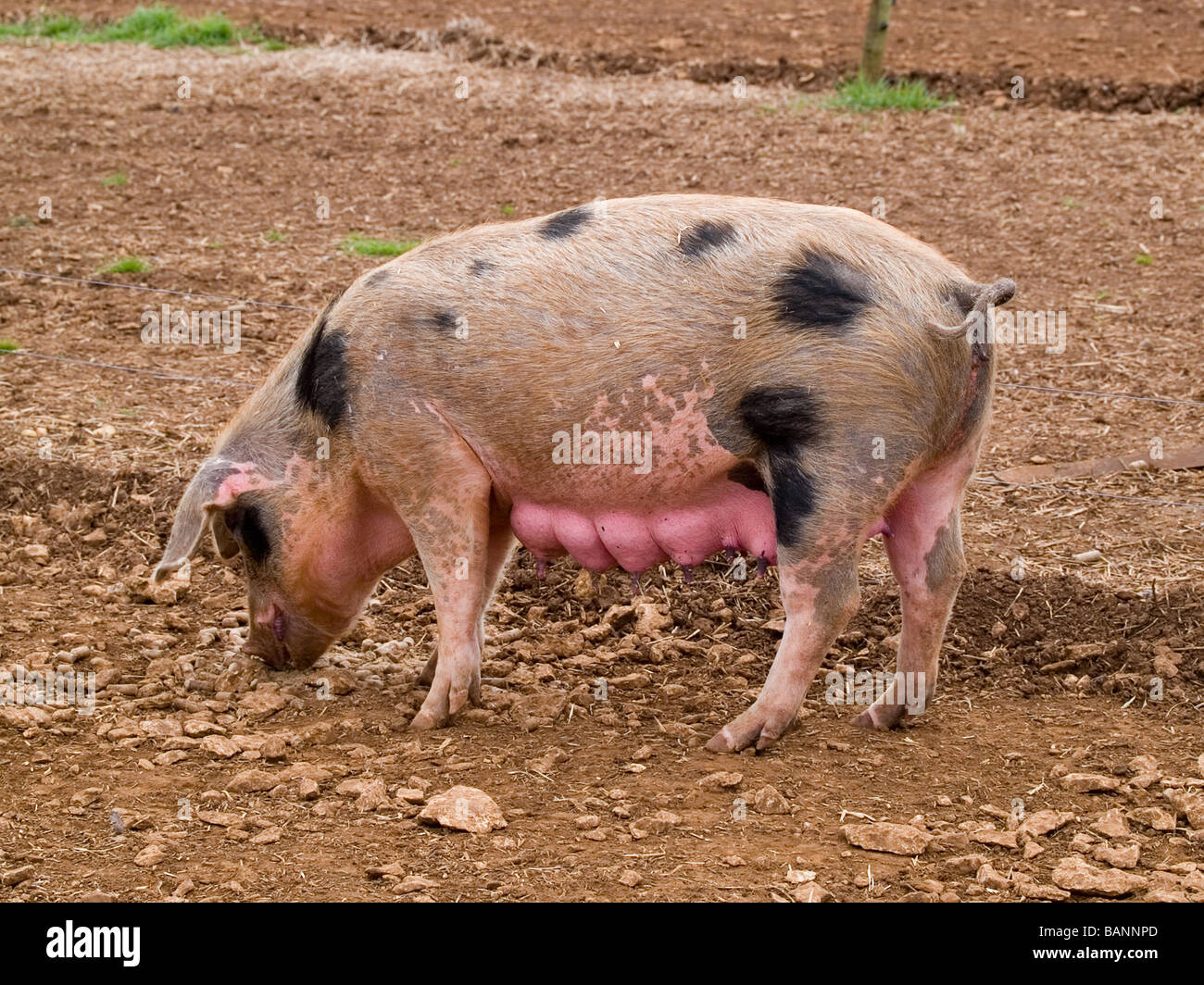 Schwein, Spanferkel, Sau Duroc große weiße Fütterung Stockfoto