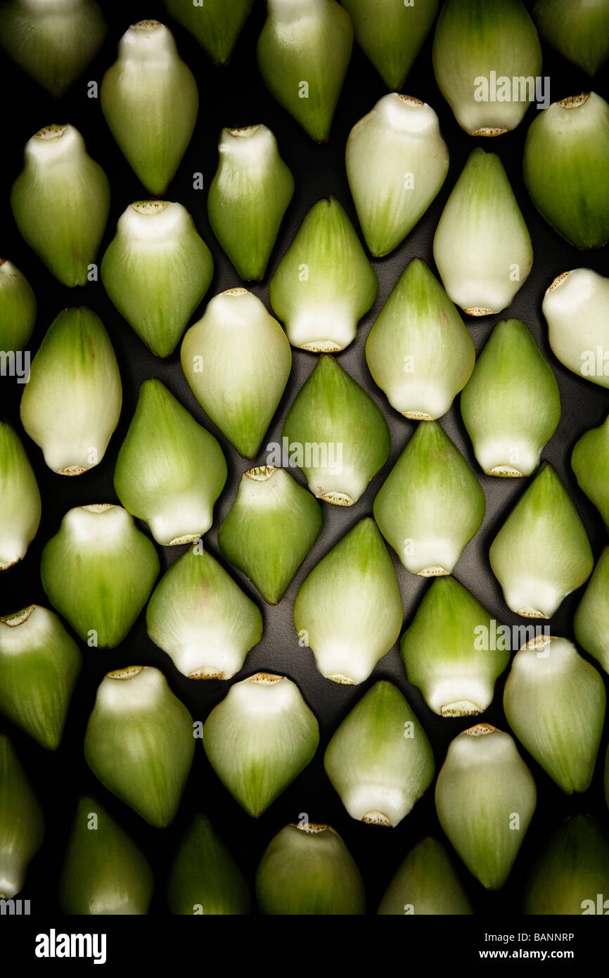 Artischocken-Blätter in Muster Stockfoto