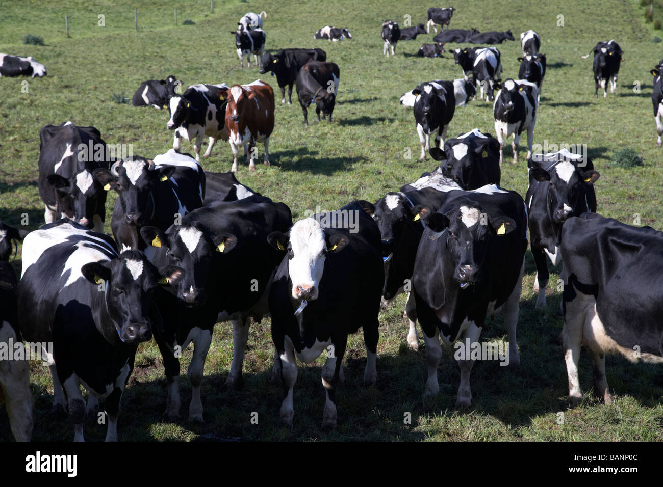 tagged verwalteten Kühe Rinderherde in einem Feld in der Grafschaft Tyrone Nordirland Großbritannien Europa Stockfoto