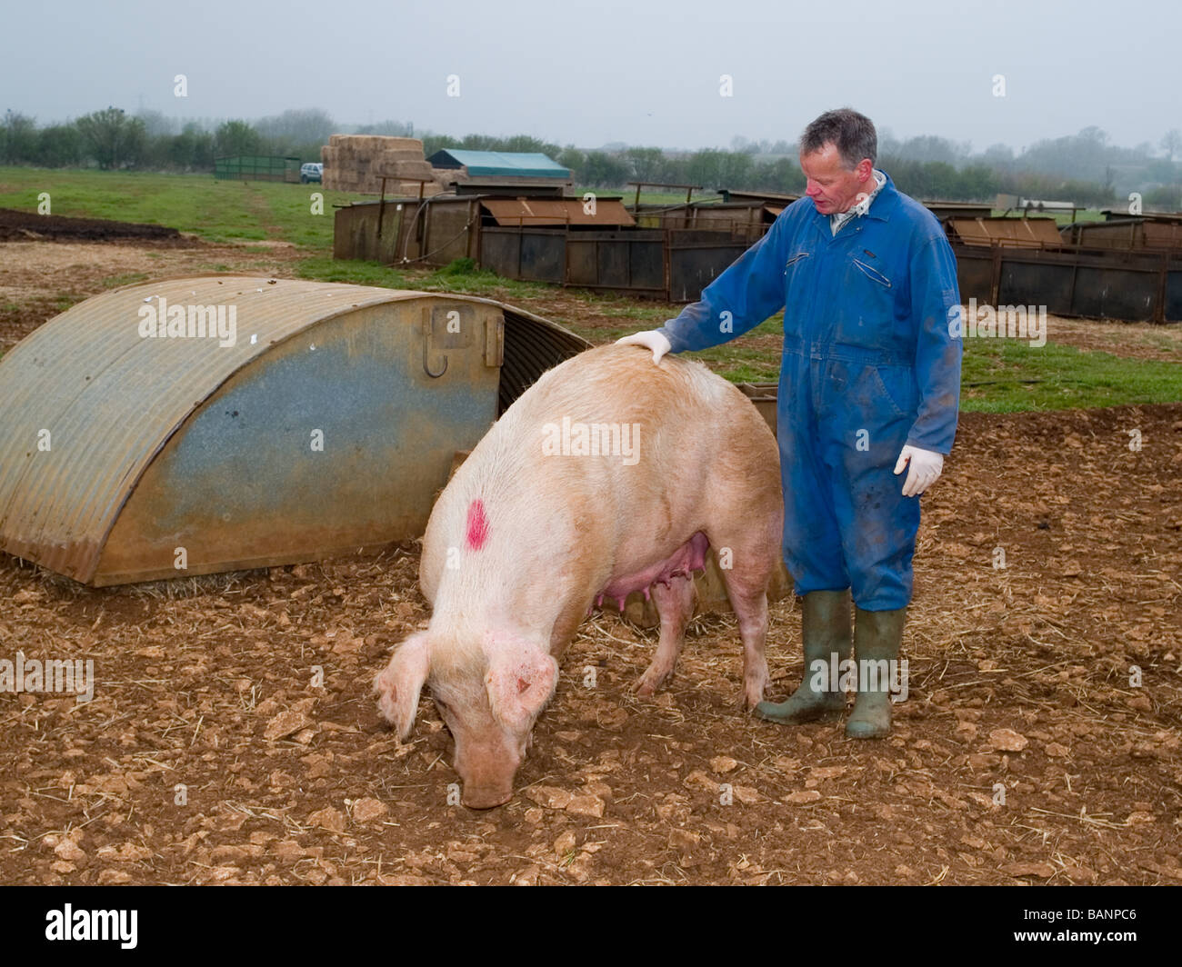 große weiße Landrasse Duroc Schwein Spanferkel zu säen Stockfoto