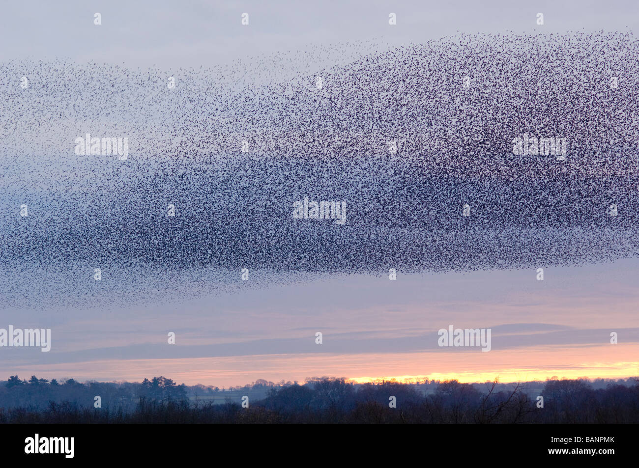 Eine Herde von Staren, Sturnus Vulgaris, Roost in der Abenddämmerung überfliegen Sedgemoor in Somerset, England. Stockfoto