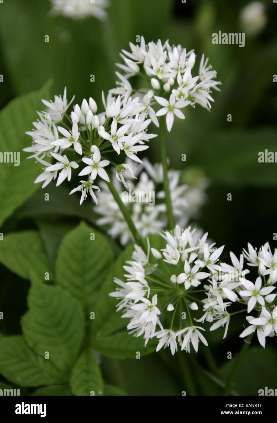 Weiße Blüten von Bärlauch oder wilder Knoblauch Pflanze Allium ursinum Stockfoto