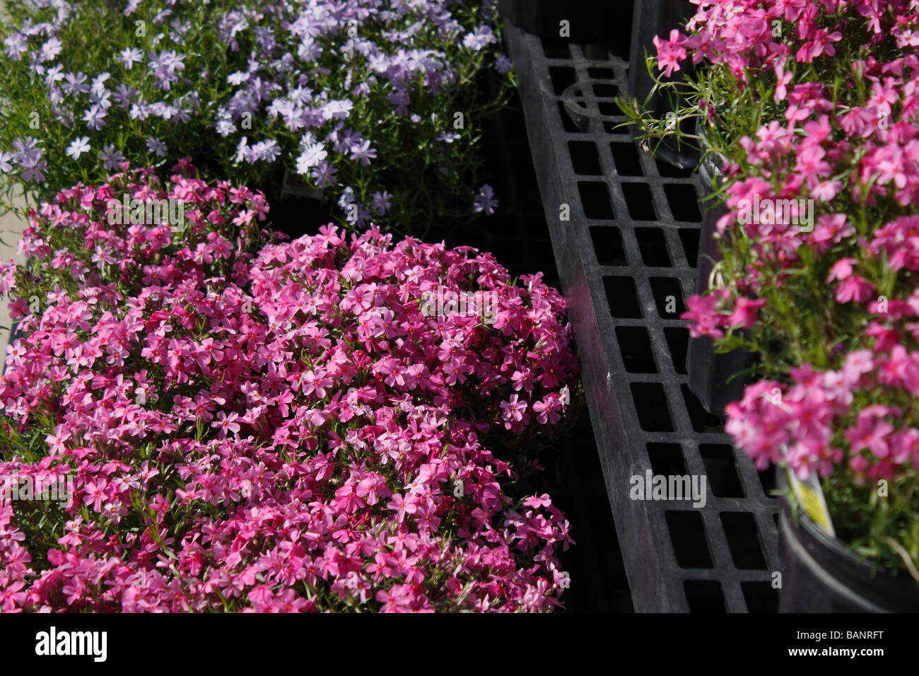 Phlox subulata rosa Blumen in Blumentöpfen Außenverkauf Vorderansicht Frühling Blumen Hintergrund in Ohio USA US niemand horizontal Hi-res Stockfoto
