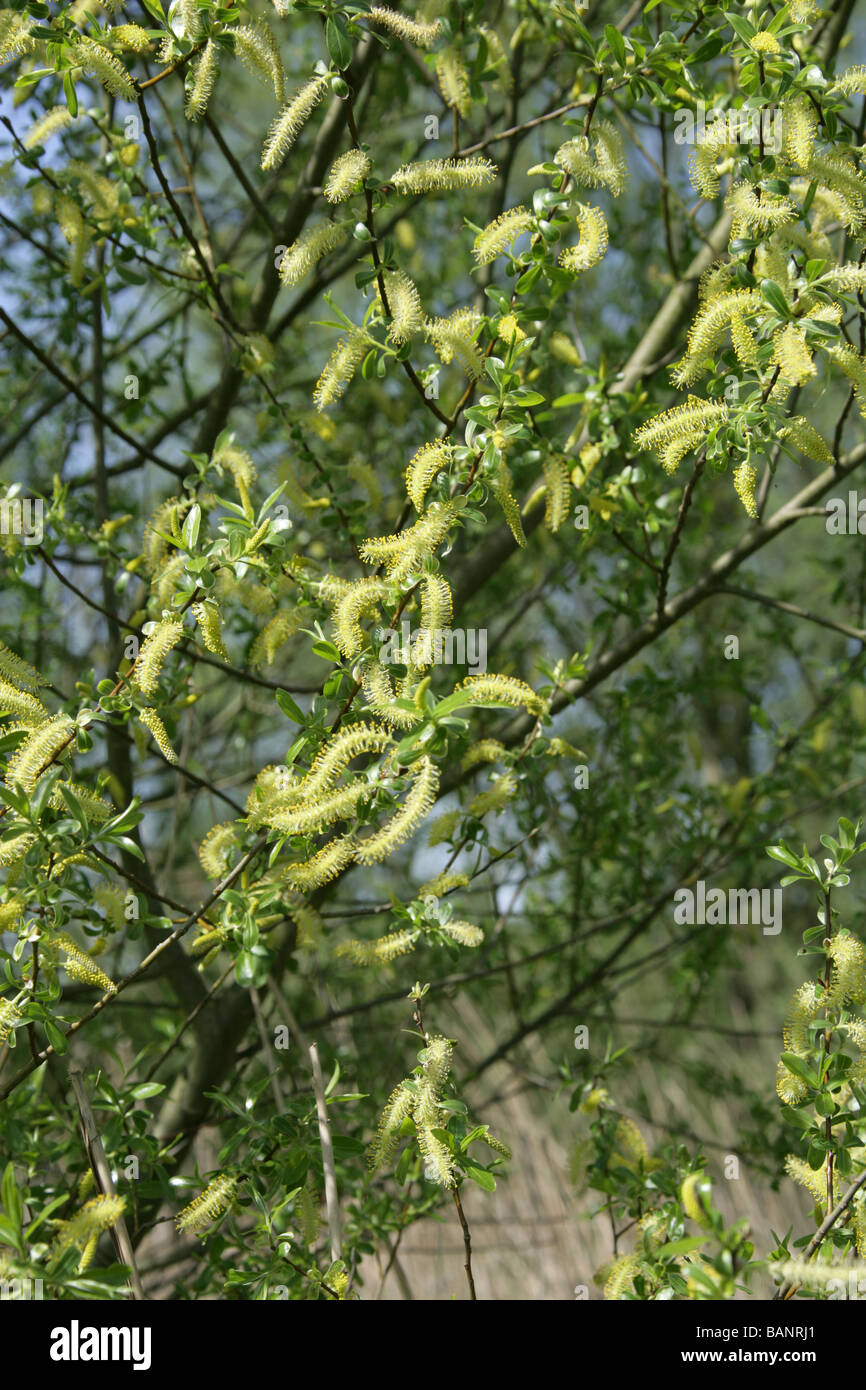 White Willow, Salix Alba, Salicaceae, männlichen Kätzchen im April Stockfoto