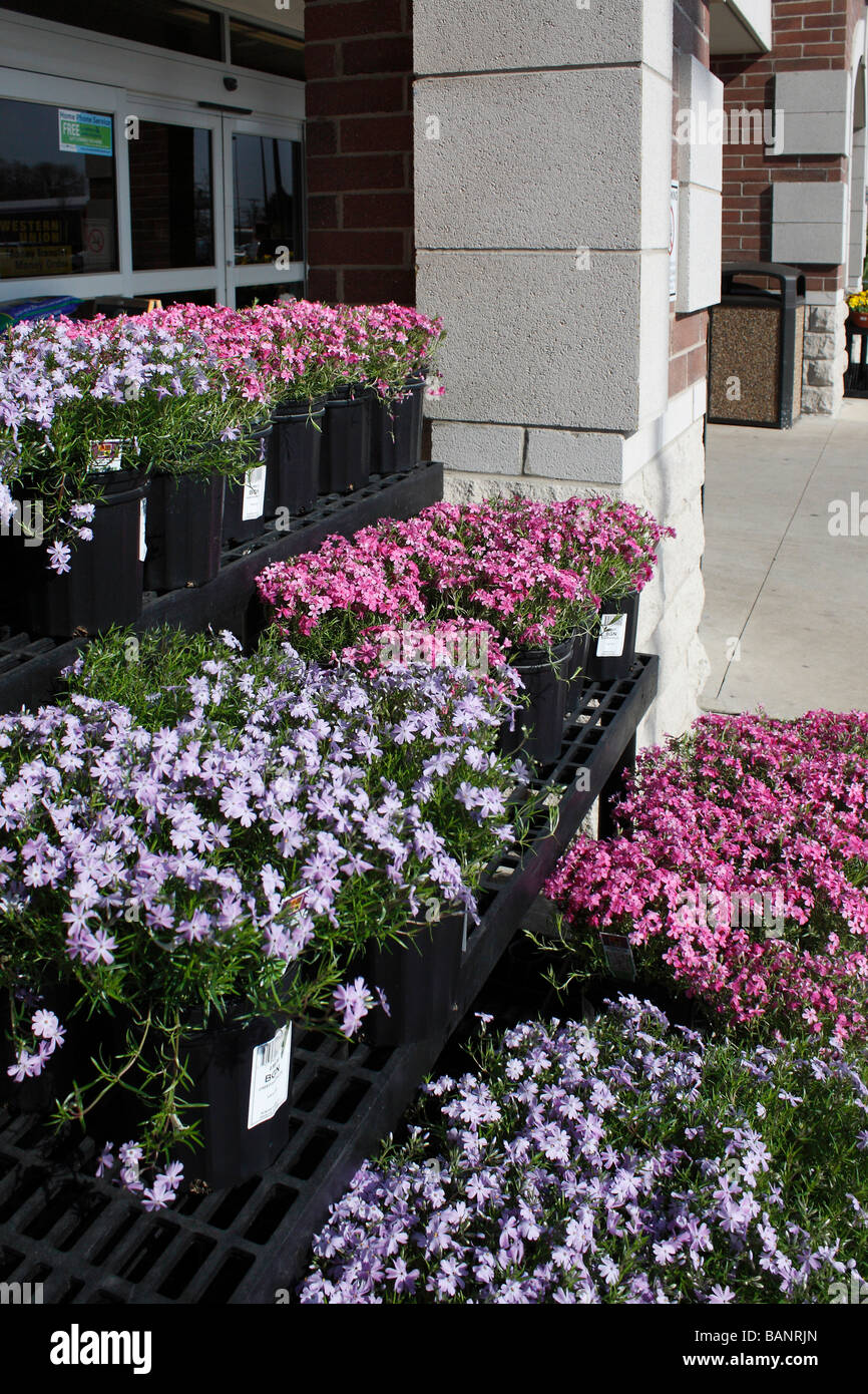Phlox subulata Blumen in Blumentöpfen Außenverkauf Vorderansicht Frühling Blumen Hintergrund in Ohio USA US niemand vertikal Hi-res Stockfoto