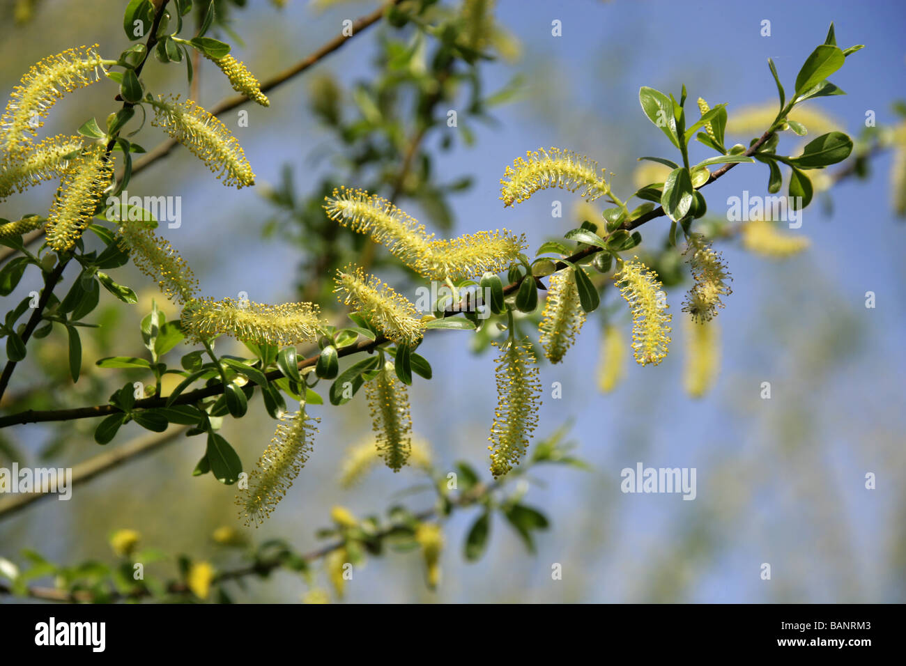 White Willow, Salix Alba, Salicaceae, männlichen Kätzchen im April Stockfoto